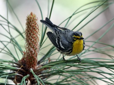 IMG_1062 Grace's Warbler.jpg