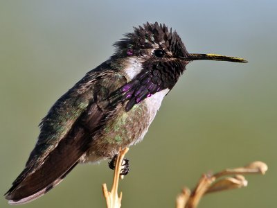IMG_1139 Costa's Hummingbird male.jpg