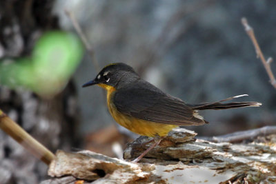 IMG_2300a Fan-tailed warbler.jpg