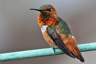 IMG_4934a Allen's Hummingbird - male.jpg