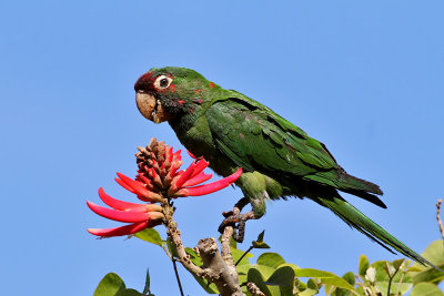 IMG_4250a Mitred Parakeet.jpg