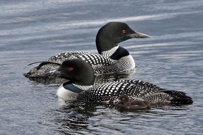 IMG_5943b Common Loons.jpg