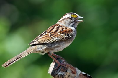 IMG_6289a White-throated Sparrow - tan.jpg
