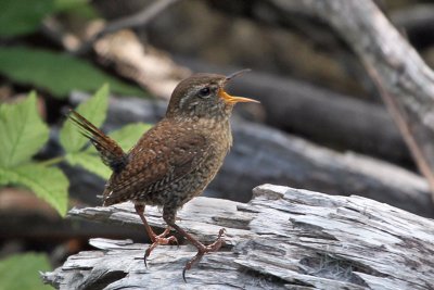 IMG_6358a Winter Wren.jpg