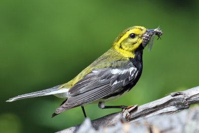 IMG_6812a Black-throated Green Warbler male.jpg