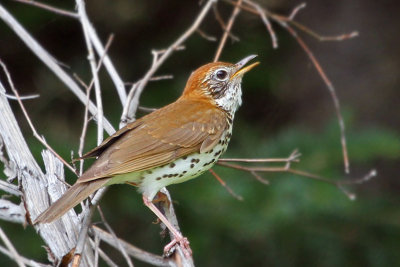 IMG_7420a Wood Thrush.jpg