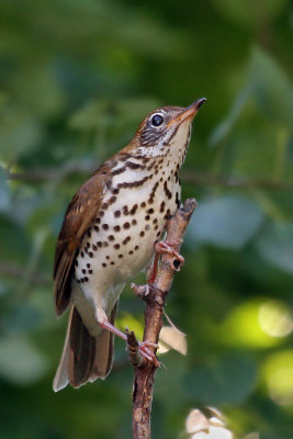 IMG_7357a Wood Thrush.jpg