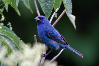 IMG_7637a Indigo Bunting.jpg