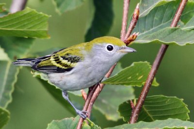 IMG_8495a Chestnut-sided Warbler female.jpg