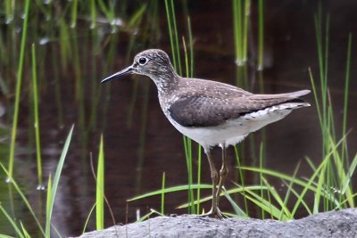 IMG_8661a Solitary Sandpiper.jpg