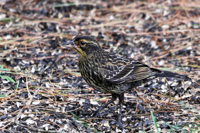 IMG_7911a Red-winged Blackbird female.jpg