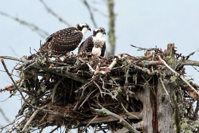 IMG_8790 Ospreys.jpg