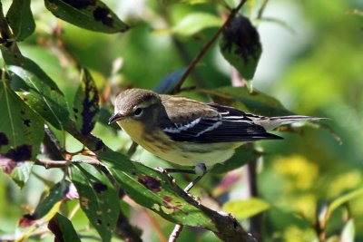 IMG_8568 Blackburnian Warbler imm female.jpg