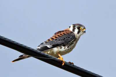 IMG_9441 American Kestrel male.jpg