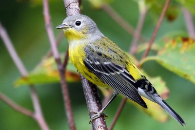 IMG_0087 Magnolia Warbler.jpg