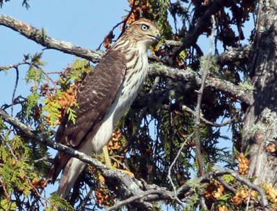 IMG_0111 Broad-winged Hawk.jpg