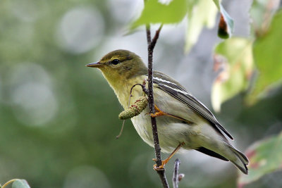 IMG_0283 Blackpoll Warbler juvenile.jpg