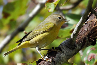 IMG_1013 Nashville Warbler.jpg