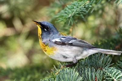 IMG_6223 Northern Parula male.jpg