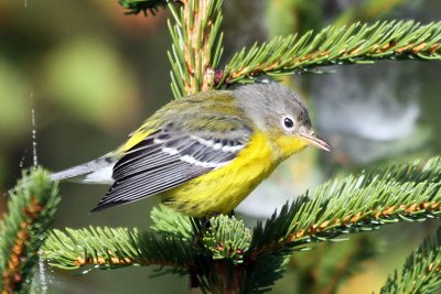 IMG_0657 Magnolia Warbler.jpg