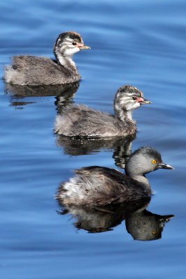 IMG_2654a Least Grebes.jpg