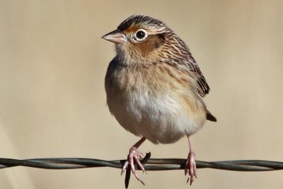 IMG_5078a Grasshopper Sparrow.jpg