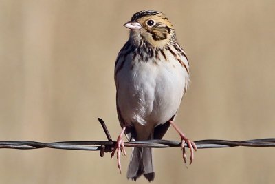 IMG_4990a Bairds Sparrow.jpg