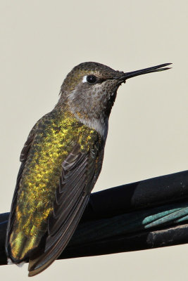 IMG_4359a Annas Hummingbird female.jpg