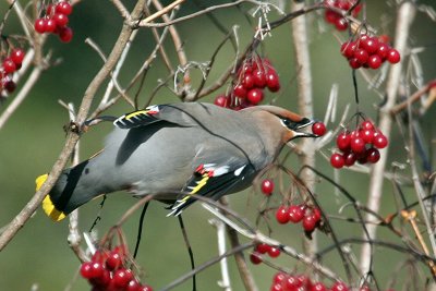 IMG_2357a  Bohemian Waxwing.jpg