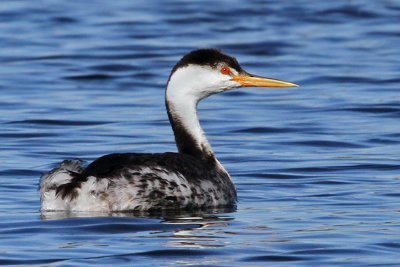 IMG_6362 Clark's Grebe.jpg