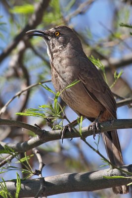 IMG_3517 Curve-billed Thrasher.jpg