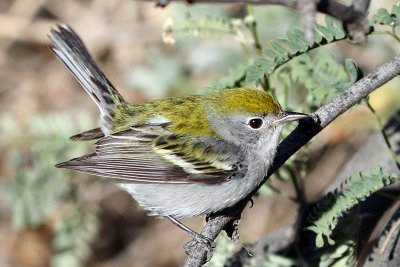 IMG_8934  Chestnut-sided Warbler female.jpg