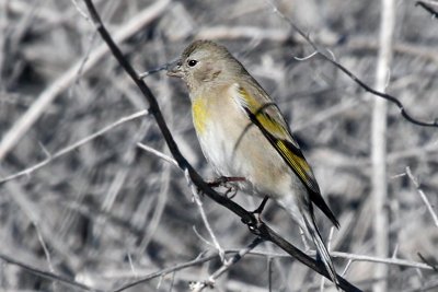 IMG_9166 Lawrence's Goldfinch .jpg