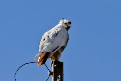 IMG_9495 Leucistic Red-tailed Hawk.jpg