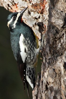 IMG_9462 Williamson's Sapsucker.jpg