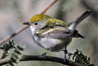 IMG_9008a Chestnut-sided Warbler female.jpg