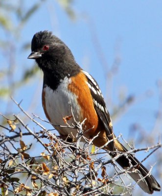 IMG_9566b Spotted Towhee.jpg