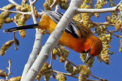 IMG_0138 Streak-backed Oriole.jpg