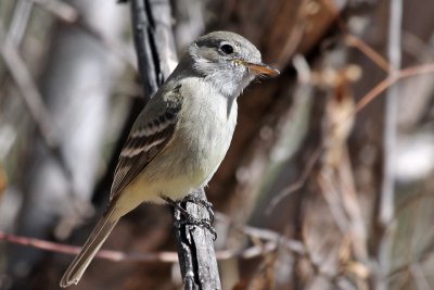 IMG_0281 Gray Flycatcher.jpg