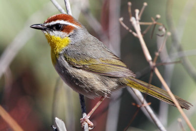 IMG_1374 Rufous-capped Warbler.jpg