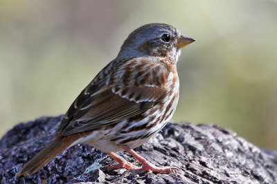 IMG_1398 Red Fox Sparrow.jpg