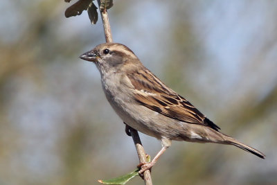 IMG_1874 House Sparrow female.jpg