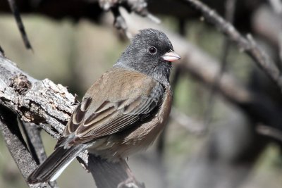 IMG_1402 Dark-eyed Junco Oregon.jpg