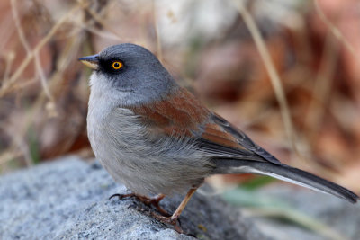 IMG_2054 Yellow-eyed Junco.jpg