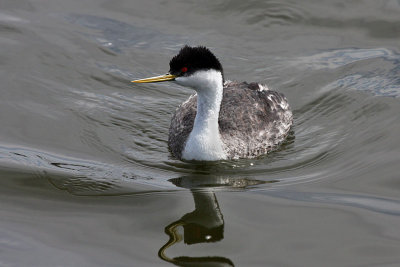 IMG_1555 Western Grebe.jpg