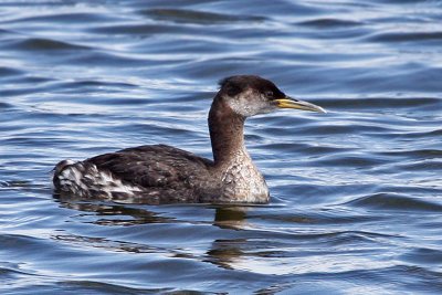 IMG_1879 Red-necked Grebe.jpg