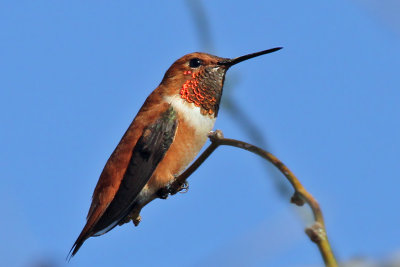 IMG_9659 Rufous Hummingbird male.jpg