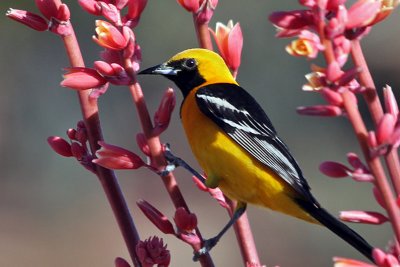 IMG_0156 Hooded Oriole male.jpg