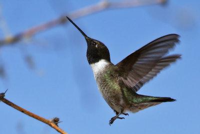 IMG_2646 Black-chinned Hummingbird male.jpg