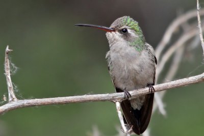 IMG_1285 Broad-billed Hummingbird female.jpg
